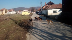 Čopor pasa u Doljevcu (Foto: Radio Koprijan)