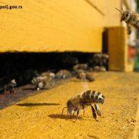 Sprečimo trovanje pčela- Zabranjena primena pesticida otrovnih za pčele u toku cvetanja