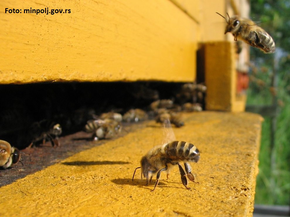 Sprečimo trovanje pčela- Zabranjena primena pesticida otrovnih za pčele u toku cvetanja