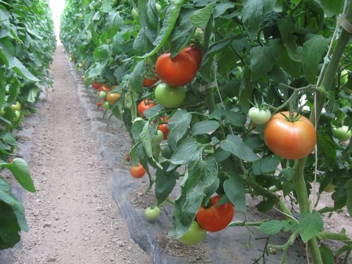 Povrtarima mrvice od paradajza, piljari negiraju da je cena na veliko 5 dinara